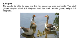 4. Pilgrim
The gander is white in color and the hen geese are gray and white. The adult
gander weighs about 6.4 kilogram and the adult female goose weighs 5.9
kilograms.
 