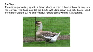 5. African
The African goose is gray with a brown shade in color. It has knob on its beak and
has dewlap. The knob and bill are black, with dark brown and light brown head.
The gander weighs 9.1 kg and the adult female goose weighs 8.2 kilograms.
 