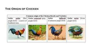 The Origin of Chicken
 
