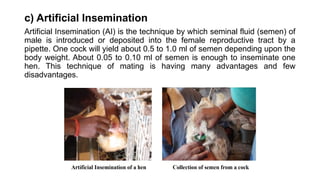 c) Artificial Insemination
Artificial Insemination (AI) is the technique by which seminal fluid (semen) of
male is introduced or deposited into the female reproductive tract by a
pipette. One cock will yield about 0.5 to 1.0 ml of semen depending upon the
body weight. About 0.05 to 0.10 ml of semen is enough to inseminate one
hen. This technique of mating is having many advantages and few
disadvantages.
 