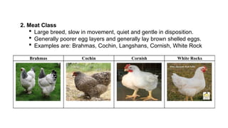 Poultry Breeds and Breeding (1).....pptx