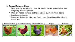 3. General Purpose Class
 Breeds of chickens in this class are medium sized, good layers and
the young are fast growers
 They are not as nervous as the egg class but much more active
than the meat class.
 Examples: Lancaster, Nagoya, Cantonese, New Hampshire, Rhode
Island Red
 