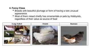 4. Fancy Class
 Breeds with beautiful plumage or form of having a rare unusual
appearance.
 Most of them raised chiefly has ornamentals or pets by Hobbyists,
regardless of their value as source of food
 