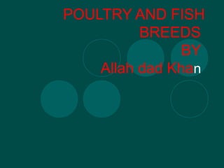 POULTRY AND FISH
BREEDS
BY
Allah dad Khan
 