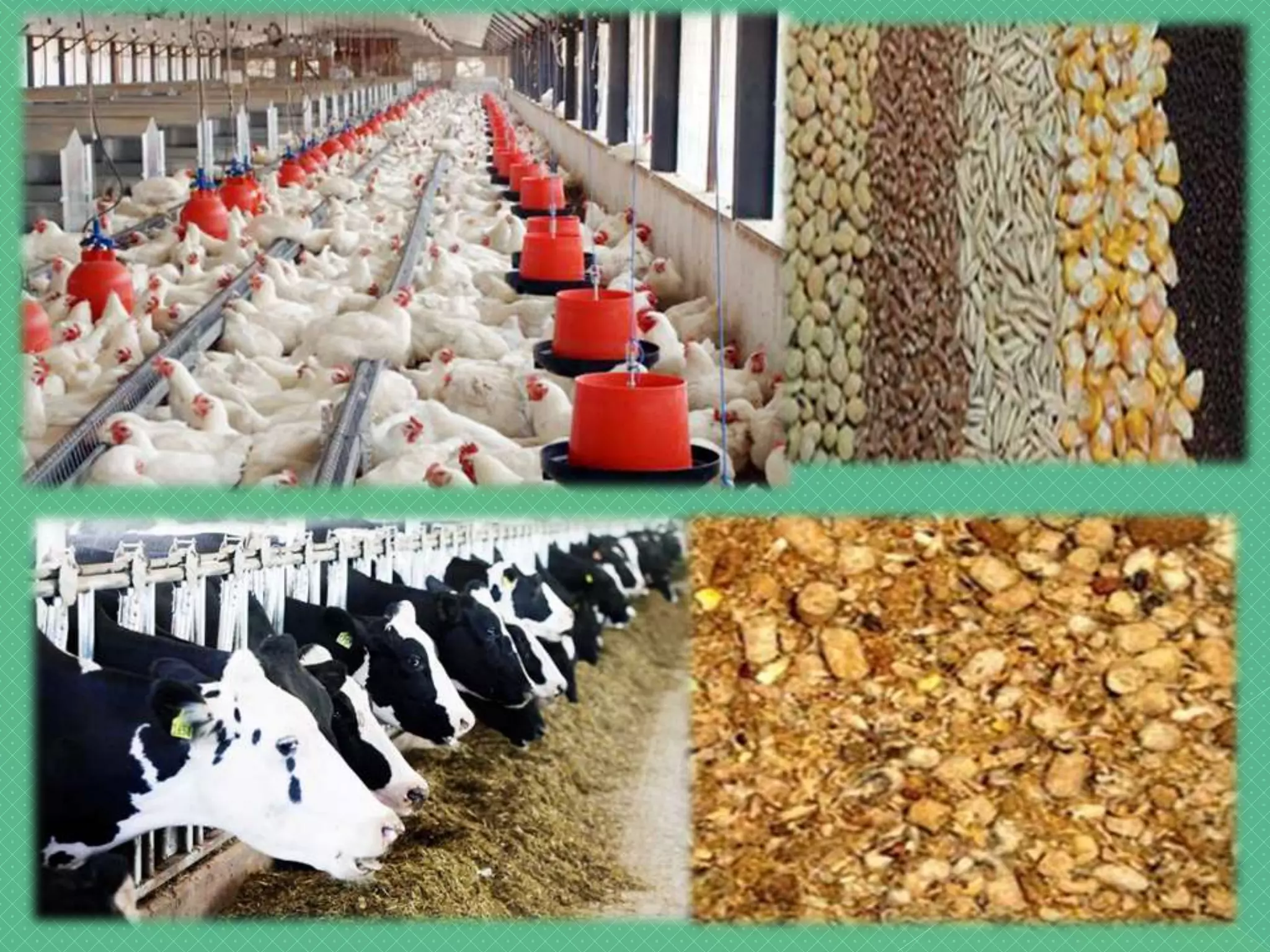 Fodder For Cattle In India Poultry and Cattle Feed, Animal Feed and Food Industry, Poultry Feed ...