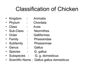 Chicken Classification Comprehensive Guide to Poultry Classification, Breeds, and Management ...