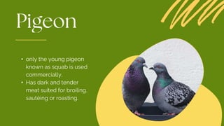 • only the young pigeon
known as squab is used
commercially.
• Has dark and tender
meat suited for broiling,
sautéing or roasting.
 