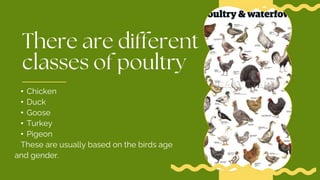• Chicken
• Duck
• Goose
• Turkey
• Pigeon
These are usually based on the birds age
and gender.
 