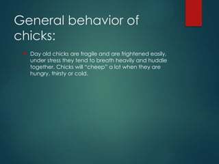 Poultry course presentation for producing layers and broilers | PPTX