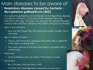 Poultry Course Presentation For Producing Layers And Broilers PPTX poultry-course-presentation-for-producing-layers-and-broilers-pptx