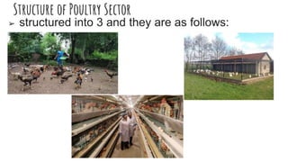 Poultry development programmes in india.pptx