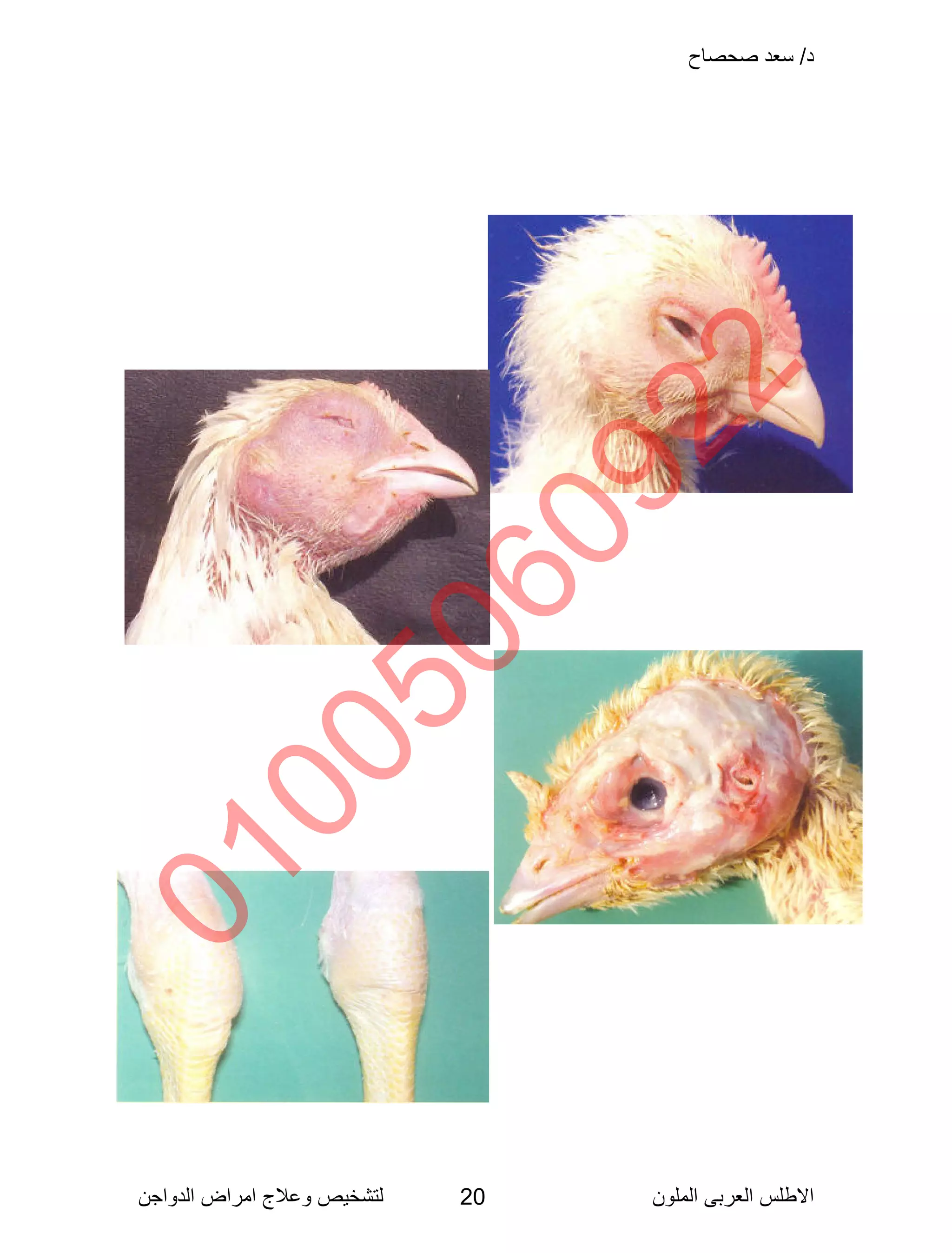 Poultry disease arabic color atlas | PDF