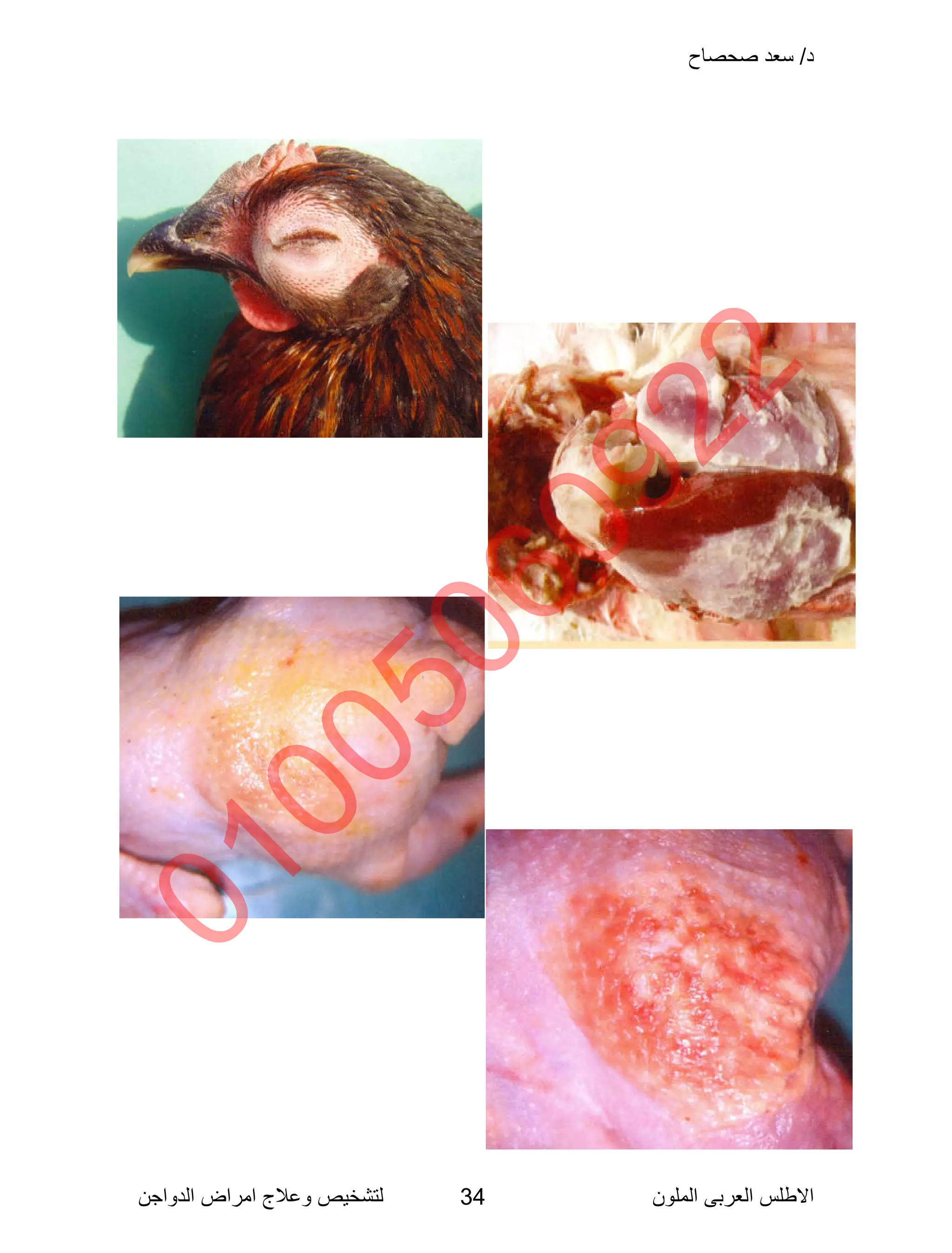 Poultry Color Rejection Poultry disease arabic color atlas | PDF