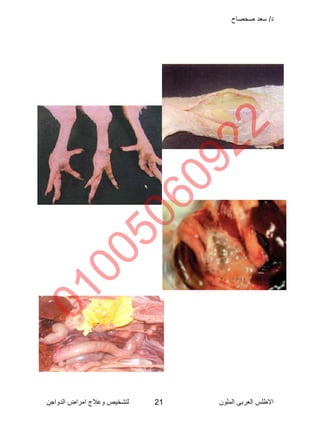 Poultry disease arabic color atlas | PDF