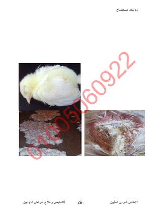 Poultry Color Rejection Poultry disease arabic color atlas | PDF