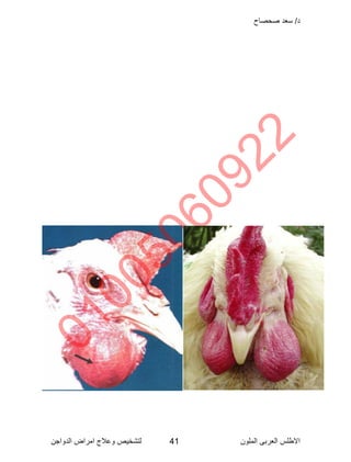Poultry disease arabic color atlas | PDF