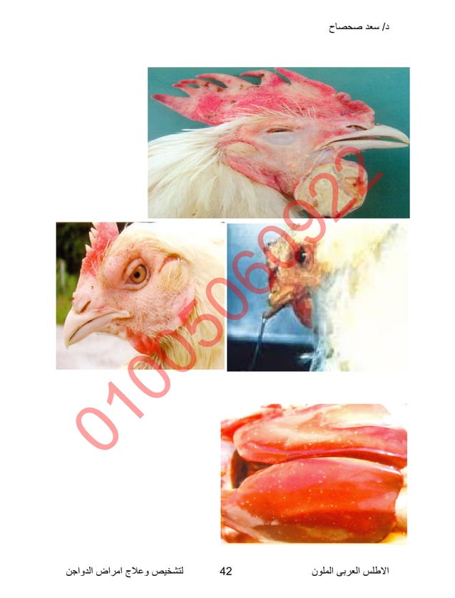 Poultry disease arabic color atlas | PDF