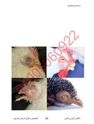 Poultry disease arabic color atlas | PDF