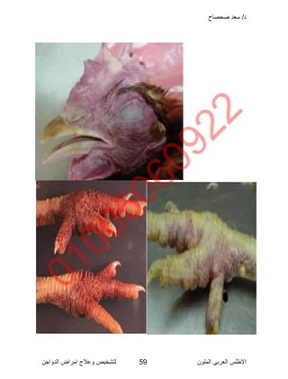 Poultry disease arabic color atlas | PDF