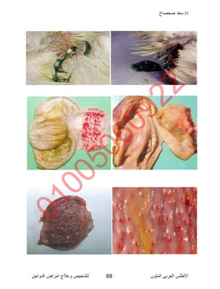 Poultry disease arabic color atlas | PDF