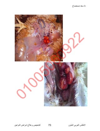 Poultry disease arabic color atlas | PDF