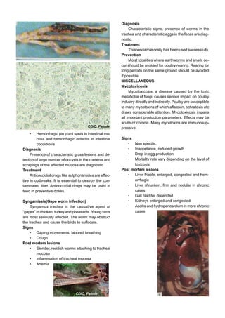 • Hemorrhagic pin point spots in intestinal mu-
cosa and hemorrhagic enteritis in intestinal
coccidiosis
Diagnosis
Presence of characteristic gross lesions and de-
tection of large number of oocysts in the contents and
scrapings of the affected mucosa are diagnostic.
Treatment
Anticoccidial drugs like sulphonamides are effec-
tive in outbreaks. It is essential to destroy the con-
taminated litter. Anticoccidial drugs may be used in
feed in preventive doses.
Syngamiasis(Gape worm infection)
Syngamus trachea is the causative agent of
“gapes” in chicken, turkey and pheasants. Young birds
are most seriously affected. The worm may obstruct
the trachea and cause the birds to suffocate.
Signs
• Gaping movements, labored breathing
• Cough
Post mortem lesions
• Slender, reddish worms attaching to tracheal
mucosa
• Inflammation of tracheal mucosa
• Anemia
Diagnosis
Characteristic signs, presence of worms in the
trachea and characteristic eggs in the feces are diag-
nostic.
Treatment
Thiabendazole orally has been used successfully.
Prevention
Moist localities where earthworms and snails oc-
cur should be avoided for poultry rearing. Rearing for
long periods on the same ground should be avoided
if possible.
MISCELLANEOUS
Mycotoxicosis
Mycotoxicosis, a disease caused by the toxic
metabolite of fungi, causes serious impact on poultry
industry directly and indirectly. Poultry are susceptible
to many mycotoxins of which aflatoxin, ochratoxin etc
draws considerable attention. Mycotoxicosis impairs
all important production parameters. Effects may be
acute or chronic. Many mycotoxins are immunosup-
pressive.
Signs
• Non specific
• Inappetance, reduced growth
• Drop in egg production
• Mortality rate vary depending on the level of
toxicosis
Post mortem lesions
• Liver friable, enlarged, congested and hem-
orrhagic
• Liver shrunken, firm and nodular in chronic
cases
• Gall bladder distended
• Kidneys enlarged and congested
• Ascitis and hydropericardium in more chronic
cases
CDIO, Palode
CDIO, Palode
 
