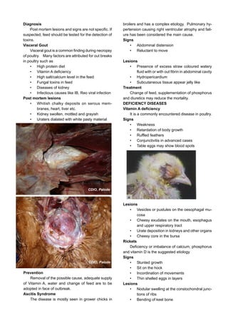 Diagnosis
Post mortem lesions and signs are not specific. If
suspected, feed should be tested for the detection of
toxins.
Visceral Gout
Visceral gout is a common finding during necropsy
of poultry. Many factors are attributed for out breaks
in poultry such as
• High protein diet
• Vitamin A deficiency
• High salt/calcium level in the feed
• Fungal toxins in feed
• Diseases of kidney
• Infectious causes like IB, Reo viral infection
Post mortem lesions
• Whitish chalky deposits on serous mem-
branes, heart, liver etc.
• Kidney swollen, mottled and grayish
• Uraters dialated with white pasty material
broilers and has a complex etiology. Pulmonary hy-
pertension causing right ventricular atrophy and fail-
ure has been considered the main cause.
Signs
• Abdominal distension
• Reluctant to move
Lesions
• Presence of excess straw coloured watery
fluid with or with out fibrin in abdominal cavity
• Hydropericardium
• Subcutaneous tissue appear jelly like
Treatment
Change of feed, supplementation of phosphorus
and diuretics may reduce the mortality.
DEFICIENCY DISEASES
Vitamin A deficiency
It is a commonly encountered disease in poultry.
Signs
• Weakness
• Retardation of body growth
• Ruffled feathers
• Conjunctivitis in advanced cases
• Table eggs may show blood spots
CDIO, Palode
Prevention
Removal of the possible cause, adequate supply
of Vitamin A, water and change of feed are to be
adopted in face of outbreak.
Ascitis Syndrome
The disease is mostly seen in grower chicks in
CDIO, Palode
Lesions
• Vesicles or pustules on the oesophagal mu-
cosa
• Cheesy exudates on the mouth, esophagus
and upper respiratory tract
• Urate deposition in kidneys and other organs
• Cheesy core in the bursa
Rickets
Deficiency or imbalance of calcium, phosphorus
and vitamin D is the suggested etiology
Signs
• Stunted growth
• Sit on the hock
• Incordination of movements
• Thin shelled eggs in layers
Lesions
• Nodular swelling at the constochondral junc-
tions of ribs
• Bending of keel bone
 