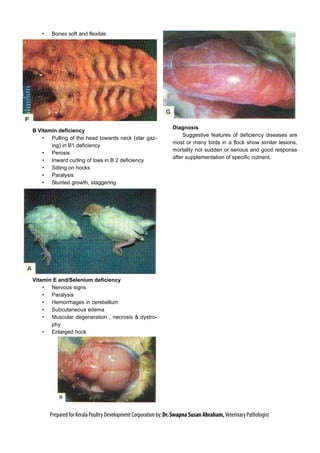 • Bones soft and flexible
B Vitamin deficiency
• Pulling of the head towards neck (star gaz-
ing) in B1 deficiency
• Perosis
• Inward curling of toes in B 2 deficiency
• Sitting on hocks
• Paralysis
• Stunted growth, staggering
Vitamin E and/Selenium deficiency
• Nervous signs
• Paralysis
• Hemorrhages in cerebellum
• Subcutaneous edema
• Muscular degeneration , necrosis & dystro-
phy
• Enlarged hock
Diagnosis
Suggestive features of deficiency diseases are
most or many birds in a flock show similar lesions,
mortality not sudden or serious and good response
after supplementation of specific nutrient.
Prepared for Kerala Poultry Development Corporation by:Dr.Swapna Susan Abraham,Veterinary Pathologist
 