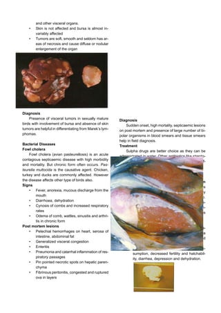 and other visceral organs.
• Skin is not affected and bursa is almost in-
variably affected
• Tumors are soft, smooth and seldom has ar-
eas of necrosis and cause diffuse or nodular
enlargement of the organ
Diagnosis
Sudden onset, high mortality, septicaemic lesions
on post mortem and presence of large number of bi-
polar organisms in blood smears and tissue smears
help in field diagnosis.
Treatment
Sulpha drugs are better choice as they can be
administrated in water. Other antibiotics like strepto-
mycin, oxytetracycline and chlortetracycline are ef-
fective parentally.
Salmonella Infections
Pullorum Disease (Bacillary White Diarrhoea) in
chicks and fowl typhoid are septicaemic diseases
affecting primarily chicken and turkeys caused by
caused by the non motile group of Salmonella sp.
(Salmonella pullorum and Salmonella gallinarum re-
spectively). Mortality due to pullorum disease is con-
fined to first few weeks of life although fowl typhoid is
frequently referred to as a disease of adult birds.
Signs
• Chicks : weakness, poor growth, an inclina-
tion to huddle together, chalky white diarrhea
and death. Mortality peaks during the second
or third week of life.
• Adults : drop in egg production, feed con-
sumption, decreased fertility and hatchabil-
ity, diarrhea, depression and dehydration.
Diagnosis
Presence of visceral tumors in sexually mature
birds with involvement of bursa and absence of skin
tumors are helpful in differentiating from Marek’s lym-
phomas.
Bacterial Diseases
Fowl cholera
Fowl cholera (avian pasteurellosis) is an acute
contagious septicaemic disease with high morbidity
and mortality. But chronic form often occurs. Pas-
teurella multocida is the causative agent. Chicken,
turkey and ducks are commonly affected. However
the disease affects other type of birds also.
Signs
• Fever, anorexia, mucous discharge from the
mouth
• Diarrhoea, dehydration
• Cynosis of combs and increased respiratory
rates
• Odema of comb, wattles, sinusitis and arthri-
tis in chronic form
Post mortem lesions
• Petechial hemorrhages on heart, serosa of
intestine, abdominal fat
• Generalized visceral congestion
• Enteritis
• Pneumonia and catarrhal inflammation of res-
piratory passages
• Pin pointed necrotic spots on hepatic paren-
chyma
• Fibrinous peritonitis, congested and ruptured
ova in layers
 