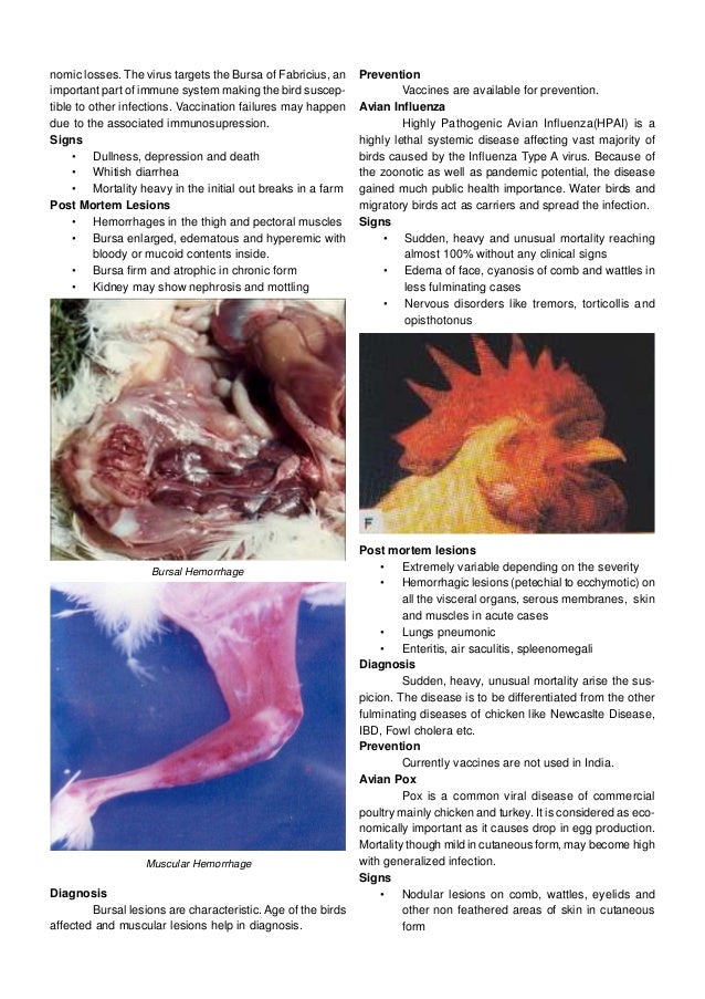 Poultry diseases