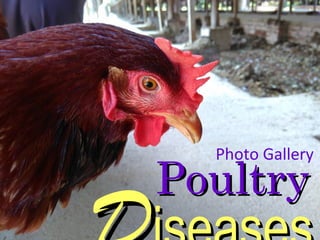 PoultryPoultry
Photo Gallery
 