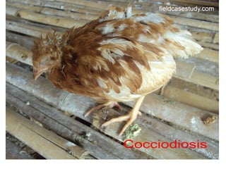 Poultry diseases, chicken diseases, avian diseases, avian pathology, symptoms, common diseases, cocidiosis
 