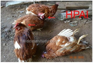 Poultry diseases, chicken diseases, avian diseases, avian pathology, symptoms, common diseases, high pathogenic, avian inf...