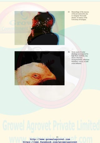 85
neutralization. ELISA serology may be used to confirm infection by
demonstrating a significant rise in antibody in paired serum samples
obtained during the acute and recovery phases of infection.
12.7 Prevention
Strict biosecurity measures are justified in endemic areas. Effective
protection can be achieved using egg-embryo propagated vaccine
administered in drinking water to broilers, immature breeders and
commercial pullets at 14 - 20 days. The spray route is less effective
especially with tissue-culture propagated vaccines. Commercial egg pullets
and breeders are vaccinated at 6-10 weeks of age by administration of
tissue-culture origin modified live virus which has a lower potential for
reversion to virulence than chick-embryo origin vaccine virus. Since flocks
immunized with chick embryo origin virus serve as permanent carriers of
the vaccine virus, LT may be transmitted to susceptible flocks or to
unaffected areas following movement of vaccinates. New vaccine
candidates based on recombinant DNA technology should overcome the
problem of reversion associated with live modified vaccines.
67. Broiler with swollen face
and dyspnea due to
laryngotracheitis. It is
impossible to differentiate
among the causes of
respiratory diseases based
on clinical observation
only. Detailed laboratory
evaluation with
identification of pathogens
is required to confirm a
diagnosis. (Courtesy of the
University of Georgia)
http://www.growelagrovet.com
https://www.facebook.com/growelagrovet
 