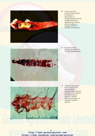 88
Mild strains (LPAI) result in low morbidity and mortality, and a decline
in egg production. Elevated mortality follows secondary E. coli infection
superimposed on flocks with a history of exposure to immunosuppressive
infections (IBD, CA) and with concurrent respiratory pathogens (MG/
MS, ND, ILT, IB).
13.5 Pathology
Highly pathogenic avian influenza is characterized by subcutaneous
hemorrhages and edema of the head. Vesicles may be present on the comb
and wattles. Hemorrhages are observed in the serosa of all viscera and in
the mucosa and lymphoid structures of the intestinal and respiratory tracts.
Mild influenza results in tracheitis, pulmonary edema and if secondary
bacterial infection occurs, airsacculitis is observed.
13.6 Diagnosis
Rapid presumptive diagnosis is based on solid-state antigen capture assay
(Directigen®) and confirmed by RT-PCR assay. An alternative but more
time-consuming approach involves isolation of a hemagglutinating virus
from tissues using specific pathogen free embryos or avian-cell tissue
culture systems.AI viruses are then identified and serotyped using serum-
virus neutralization followed by more advanced sero-immunologic
procedures conducted in suitably equipped laboratories.
The agar-gel immuno-diffusion test and the ELISA procedure are used to
demonstrate group specificAI antibody in serum, denoting either exposure
or vaccination.
13.7 Control in Areas Where Exotic HPAI is Diagnosed
Exotic outbreaks of HPAI are eradicated by implementing an intensive
program comprising rapid diagnosis, slaughter and disposal of affected
flocks, quarantine and concurrent surveillance with subsequent disposal
of flocks demonstrating antibodies to AI. Restriction on movement of
flocks and products from foci of infection should be imposed.
In areas where inadequate resources or extensive dissemination of infection
precludes absolute eradication, flocks are immunized using autogenous
inactivated vaccine or a recombinant vector product. Vaccination
suppresses clinical occurrence of disease but the virus persists in the poultry
population of the affected region, impeding exports.
Studies in industrialized nations have shown that strict biosecurity can
limit dissemination of avian influenza virus among commercial farms
http://www.growelagrovet.com
https://www.facebook.com/growelagrovet
 