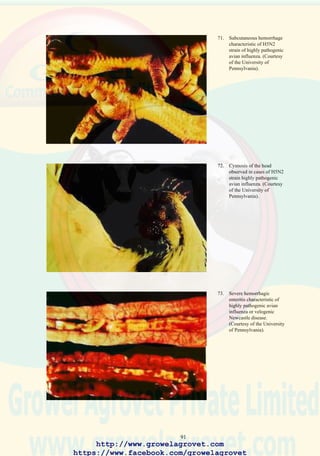 93
14.0 INFECTIOUS BRONCHITIS
14.1 Etiology
Specific strains of an avian coronavirus.
14.2 Occurrence and Economic Significance
Infectious bronchitis (IB) occurs world wide and is responsible for
depressed egg production and shell quality in susceptible commercial and
breeder flocks. Infection of immature chickens causes a mild respiratory
disease which may affect liveability and growth if exacerbated by adverse
managemental, climatic stress or intercurrent mycoplasmosis.
14.3 Transmission
The virus can be transmitted from clinically affected birds to susceptible
flocks either by direct contact or indirectly by fomites.
14.4 Clinical Signs
Moderate morbidity and low flock mortality associated with respiratory
rales (gurgling and snicking) and ocular discharge. Mature flocks show
reduced egg production with malformed shells.
14.5 Pathology
Hyperemia (red discoloration) of the trachea and accumulation of mucus
in the nasal cavity. Chronic cases, complicated by secondary E. coli
infection show airsacculitis.
14.6 Diagnosis
The diagnosis can be confirmed by immunofluorescence assay or isolation
and identification of the causal virus using egg inoculation or tissue culture
techniques. Where suitably equipped laboratory resources are available,
RT-PCR is used to rapidly diagnose IB.
Retrospective diagnosis is possible by demonstrating a significant rise in
circulating antibody in paired acute and recovery-phase sera applying
ELISA or SN assay.
14.7 Prevention
Immature breeders and commercial layer flocks are routinely vaccinated
with a mild attenuated product (H-120, Massachusetts, Connecticut strains
or their combination) at 7 days in drinking water or by aerosol. The
vaccination is repeated at 30-40 days. The initial live vaccine should always
be administered to susceptible breeder and layer flocks before 12 weeks
of age to avoid possible damage to the developing reproductive tract of
http://www.growelagrovet.com
https://www.facebook.com/growelagrovet
 