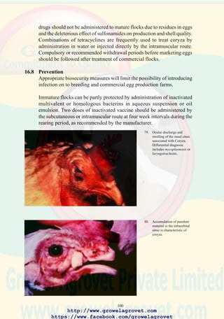 102
eggs to four times daily and where possible, substituting plastic nest pads
for litter will reduce the prevalence of aspergillosis. Decontamination of
eggs by formalin fumigation or application of a QAT or phenolic
disinfectants is advised, but eggs should not be washed by immersion.
Decontamination of setters, hatchers, and air ducts is recommended
including the use of aerosol generators and medicated “candles.” The
efficacy of cleaning procedures can be monitored, using an appropriate
microbiological detection procedure such as an air sampler or exposed
petri-plates.
http://www.growelagrovet.com
https://www.facebook.com/growelagrovet
 