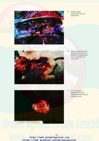 105
18.0 SWOLLEN HEAD SYNDROME
18.1 Etiology
Swollen Head Syndrome (SAS) is a multifactorial condition involving
the sequence of immune suppression (IBD, MD, CA) followed by exposure
to a respiratory virus (IB, TRT, ND) and terminating in E. coli cellulitis of
the subcutaneous tissues surrounding the eyes and of the head. Related
metapneumoviruses including turkey rhinotracheitis virus (TRT) causing
tracheitis and sinusitis in turkeys and a swollen head condition in broiler
breeders are accepted as a precipitating agent of SHS in broilers. Outbreaks
of facial cellulitis in chickens have been diagnosed in California without
evidence of metapneumovirus infection. Environmental stress (low
temperature and humidity, or high dust and ammonia levels) due to
inadequate ventilation or climatic extremes exacerbate the prevalence and
severity of SHS. Pathogenic E. coli strains, usually introduced through
contaminated drinking water are responsible for the subcutaneous facial
and occipital cellulitis which is characteristic of SHS.
18.2 Occurrence and Economic Significance
The condition occurs in southern Africa, the Middle East, Asia, and Latin
America, especially in high-density broiler growing areas. Regionally,
SHS often shows a seasonal (winter) occurrence. Losses due to primary
mortality may attain 10% to 20% of the flock. Subsequent bacterial
septicemia and airsacculitis which occur approximately 10 - 14 days after
the onset of acute facial cellulitis may result in additional flock mortality
of up to 20% of survivors of an acute outbreak.
18.3 Transmission
The immune suppressive and respiratory agents are transmitted by direct
and indirect contact and usually are associated with defects in biosecurity,
especially on multiple-age farms. Pathogenic E. coli or other opportunistic
pathogens including Ornithobacterium rhinotracheale (ORT) can be
introduced through contaminated water and litter.
18.4 Clinical Signs
Under commercial conditions SHS is characterized by acute onset of
morbidity involving up to 10% of the flock in broilers aged 14 - 30 days.
Affected birds show ocular discharge and conjunctivitis progressing to
periorbital swelling. Terminally, eyes are closed and enlargement of the
head is a prominent sign in severely depressed or recumbent broilers.
http://www.growelagrovet.com
https://www.facebook.com/growelagrovet
 