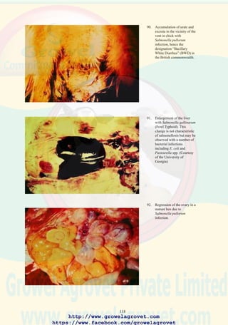 120
23.0 PASTEURELLOSIS
synonym Fowl Cholera
23.1 Etiology
Pasteurella multocida serotypes (including 1, 3, & 4) which vary in
pathogenicity.
23.2 Occurrence and Economic Significance
World-wide in distribution, pasteurellosis is encountered as an endemic
infection in many intensive poultry producing areas and frequently persists
as an infection in specific integrations or farms. Mortality occurs in floor-
housed replacement commercial laying and breeding stock and extends
into mature flocks. Acute outbreaks associated with environmental or
managemental stress, may result in depression in egg production. In
breeders, reduced mating activity lowers fertility and depresses
productivity of flocks as measured by the number of chicks produced by
each hen placed.
23.3 Transmission
Infection occurs following direct contact between susceptible birds and
clinically affected or recovered carriers. Environmental contamination,
rodents, and wild birds are sources of indirect infection. Contaminated
feed bags, equipment, and the clothing of personnel may introduce
infection onto farms or into integrations. Intraflock transmission is
enhanced by handling birds for vaccination and weighing and by open
watering systems such as troughs and bell drinkers.
23.4 Clinical Signs
Morbidity and mortality rates depend on the pathogenicity of the strain
and the susceptibility of the flock. Newly introduced infections may result
in up to 10% mortality. Prodromal signs are not observed in peracute
cases. Chronic infection may be recognized by enlargement of the wattles,
lameness caused by arthritis and torticollis (twisted necks) due to otitis
interna (infection of the inner ear).
23.5 Pathology
Acute cases show enlargement of the spleen and liver with punctate
hemorrhages of the viscera including the heart. Subacute cases may show
gray granulomatous foci in the liver. Caseous cellulitis of the wattles and
seropurulent arthritis may be present in chronic cases.
http://www.growelagrovet.com
https://www.facebook.com/growelagrovet
 
