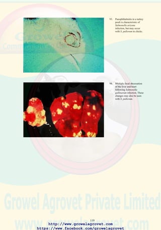 121
23.6 Diagnosis
Laboratory examination is required to isolate and identify P. multocida
from specimens of heart blood, liver, and spleen. In acute cases,
characteristic bipolar organisms may be observed in Giemsa-stained
smears of heart blood.
23.7 Treatment
Tetracycline incorporated into feed at a level of 200 - 400 g/ton or in
water at 250 - 500 mg/l will suppress clinical signs and reduce mortality.
23.8 Prevention
Stringent biosecurity procedures are necessary to prevent introduction of
infection. Eradication of rodents is critical to reducing the exposure of
flocks to P. multocida.
Immunization of flocks in endemic areas is recommended. Routine
vaccination is essential on farms where previous cases have occurred.
Live-attenuated P. multocida vaccines (CU; PM-1; PM-9 strains) are
administered by wing-web stab twice during the rearing period, at
approximately 10 and 14 weeks of age. Breeder males or flocks subjected
to environmental stress may be vaccinated with the relatively milder PM-
1 and PM-9 strains in place of the CU strain to avoid adverse vaccine
reaction. Antibiotics should not be administered one week before and one
week after administration of a live attenuated vaccine.
Inactivated vaccines can be used to protect flocks if an undesirable reaction
to a live vaccine occurs. It is emphasized that for effective control of
pasteurellosis inactivated bacterins must be homologous with the endemic
strains of P. multocida. In some areas or integrations, autogenous,
inactivated vaccines are required.
http://www.growelagrovet.com
https://www.facebook.com/growelagrovet
 