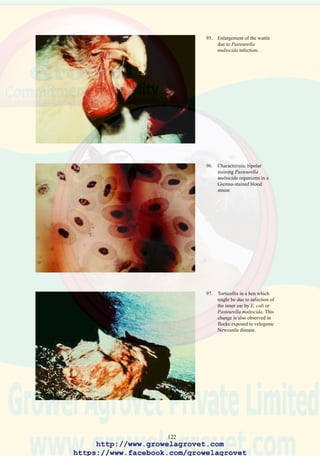 124
25.0 AVIAN ENCEPHALOMYELITIS
synonyms Epidemic tremor, AE
25.1 Etiology: A picornavirus
25.2 Occurrence and Economic Significance
Avian encephalomyelitis (AE) occurs world-wide, resulting in an
asymptomatic egg production decline in commercial layers and breeders
and elevated mortality in vertically infected batches of chicks.
25.3 Transmission
Vertical transmission occurs by transviral passage of virus from viremic
hens to their progeny. Lateral spread from birds which shed AE virus in
feces results in direct and indirect infection of susceptible flocks.
25.4 Clinical Signs
Mortality occurs in chicks aged 3 - 20 days. Morbidity varies according
to transmission rate but seldom exceeds 5% under commercial conditions,
especially in areas whereAE vaccination is an accepted practice.Affected
chicks show depression progressing to prostration in lateral recumbency.
Terminally, chicks demonstrate fine muscular tremors of the head, neck,
and feet. Recovered birds may show lenticular opacity (cataracts).
Infection of susceptible breeder or commercial egg flocks results in an
asymptomatic decline in egg production.
25.5 Pathology
No gross lesions are observed. This is important in differentiating AE
from encephalomalacia.
25.6 Diagnosis
Histological examination of brain and spinal cord tissue reveals
perivascular cuffing and degeneration of neurons. Lymphoid aggregations
are observed in the proventriculus, pancreas and other organs.
Epidemic tremor virus can be isolated from brain tissue by inoculation of
embryonated SPF eggs. Commercial ELISA test kits are available to
monitor the antibody titer of flocks to determine susceptibility or following
vaccination or challenge.
25.7 Prevention
A live-attenuated vaccine can be administered to replacement commercial
laying and breeding stock during the 10 - 14 week period.
http://www.growelagrovet.com
https://www.facebook.com/growelagrovet
 