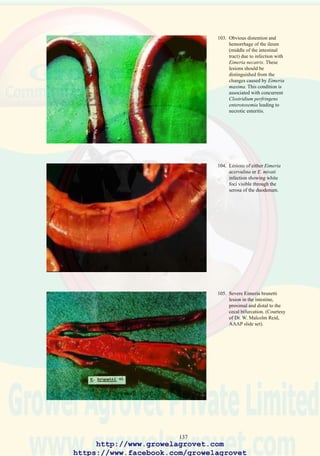139
29.6 Diagnosis
Histological examination of affected mucosa will demonstrate the presence
of characteristic clostridial organisms applying Gram stain. Cl. perfringens
can be isolated and identified by a suitably equipped laboratory using
anaerobic culture.
Botulinum toxin can be identified in the blood of severely affected broilers
by injecting 0.5 ml of serum into susceptible mice using the intraperitoneal
route. Toxin results in paralysis and death within 24 hours.
29.7 Treatment
Administration of flocks with water soluble zinc bacitracin, lincomycin ,
virginamycin or penicillin for 72 hours reduces morbidity and mortality.
Losses may reoccur following withdrawal of treatment.
29.8 Prevention
Addition of zinc bacitracin, lincomycin, or virginamycin to feed at levels
approved by local regulatory authorities will suppress the clinical
occurrence of clostridial infections.
Botulism and NE can be prevented by the management procedures
recommended to prevent coccidiosis.
http://www.growelagrovet.com
https://www.facebook.com/growelagrovet
 