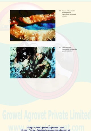 142
The most commonly diagnosed cestodes include:
Davainea proglottina - a 4 mm cestode located in the duodenum.
Choanotaenia infundibulum - a 25 cm cestode located in the distal
duodenum and jejunum.
Raillietina tetragona - a 25 cm cestode located in the distal jejunum.
Raillietina echinobothridia - a 30 cm cestode of the jejunum resulting in
nodular granulomas and catarrhal enteritis.
Treatment
Niclosamide in feed.
108. Microscopic examination of
intestinal scrapings is
necessary to determine the
presence of endoparasites.
109. Filarid parasites are
infrequently observed in the
body cavity of backyard
fowl and exotic birds at
post mortem examination.
http://www.growelagrovet.com
https://www.facebook.com/growelagrovet
 