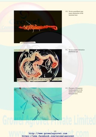 145
31.0 SKELETAL DEFORMITIES AND ARTHRITIS
31.1 Nutritional Etiology
• Calcium or phosphorus deficiency or an imbalance in these nutrients
will result in rickets in immature birds or osteomalacia in mature
breeders and commercial egg-production flocks.
• Vitamin D3 (cholecalciferol) deficiency results in rickets in immature
flocks housed in controlled environment units.
• Thiamine (vitamin B1) deficiency results in an abnormal gait
progressing to recumbency and paralysis with hyperextension of the
neck.
• Riboflavin (vitamin B2) deficiency results in a deformity of the feet
termed “curled toe paralysis”.
• Pyridoxine (vitamin B6) deficiency results in abnormal gait and
convulsions. This condition can also occur following administration
of toxic levels of nitrofurans to immature flocks.
• Manganese deficiency results in chondrodystrophy. This occurs in
growing chicks due to decreased formation of bone below the growth
plates of the tibiotarsus and tarsometatarsus. Mildly affected chickens
show stunting and enlargement of the hock joint with reduction in the
length of the leg bones. The lesion progresses to severe deformation of
the hock joint culminating in displacement of the gastrocnemius
(Achilles) tendon (perosis). Chondrodystrophy is characterized by a
high prevalence in the flock, bilateral involvement of the hock joints
and reduction in length of the long bones. Confirmation of the diagnosis
requires analysis of feed to determine manganese content. Dietary level
should range from 80 to 120 ppm for optimal growth.
• Choline and pyridoxine deficiency may result in bilateral enlargement
of hock joints, sometimes with displacement of the gastrocnemius
tendon.
• Chondrodystrophy should be differentiated from valgus-varus
abnormality of genetic origin.
http://www.growelagrovet.com
https://www.facebook.com/growelagrovet
 