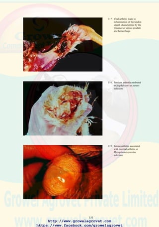 153
INTEGUMENTARY CONDITIONS
32.0 AVIAN POX
33.0 ECTOPARASITES
– LICE
– MITES
– ARGASID TICKS
– SCALY LEG MITES
34.0 DERMATOMYCOSIS
35.0 LEUCOCYTOZOONOSIS
http://www.growelagrovet.com
https://www.facebook.com/growelagrovet
 