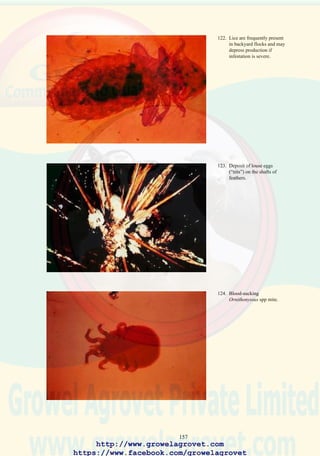 159
128. Scaly-leg mite.
(Knemidocoptes mutans)
129. Advanced dermatitis of the
feet (“scaly leg”) due to
Knemidocoptes mutans
infestation.
http://www.growelagrovet.com
https://www.facebook.com/growelagrovet
 