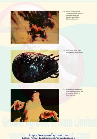 160
34.0 DERMATOMYCOSIS
synonyms Favus or “Ringworm”
34.1 Etiology: Fungi including Trichophyton spp.
34.2 Occurrence and Economic Significance
The condition occurs infrequently in commercial flocks but occurs mainly
in subsistence chickens.
34.3 Transmission
The fungus is spread by direct contact or by contaminated cages or transport
coops.
34.4 Clinical Signs
Grey to white scaly lesions appear on the comb and wattles, spreading
progressively, especially in young birds. Feather loss may occur if lesions
extend to the neck and body of the bird.
34.5 Diagnosis
The causal fungus can be cultured from lesions using Sabourauds dextrose
agar. Histological examination of Gridley-stained tissue will show
characteristic hyphae.
34.6 Treatment
Application of a 2% quaternary ammonium disinfectant, 1% tincture of
iodine, or 5% formalin will eliminate the infection.
34.7 Prevention
Biosecurity precautions should be implemented to avoid introducing
infected birds to the flock. Transport crates and other equipment should
be thoroughly decontaminated and disinfected to prevent lateral
transmission of the agent.
http://www.growelagrovet.com
https://www.facebook.com/growelagrovet
 