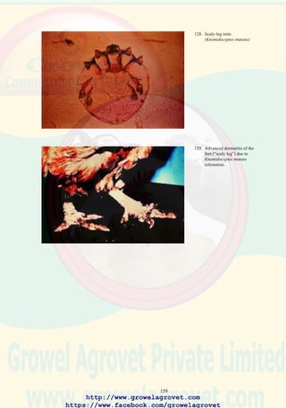 161
130. Dermatomycosis (favus or
ring worm) characterized
by gray scaly appearance of
the comb, wattles, and non-
feathered areas of the head.
(Courtesy of the University
of Georgia)
http://www.growelagrovet.com
https://www.facebook.com/growelagrovet
 