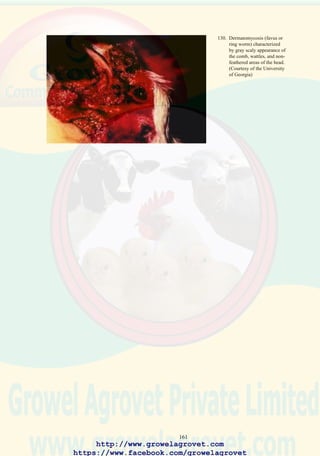 163
35.0 MYCOTOXICOSES
Mycotoxicosis, a widespread problem in the poultry industry is caused
by ingestion of toxins produced by molds which contaminate cereals and
some oilseeds before and subsequent to harvest.
Mycotoxins are a diverse group of chemical compounds which adversely
affect liveability, growth rate, feed conversion, immune response, egg
production, and carcass quality. The acute and chronic effects of
mycotoxins depend on the type of compounds present, level of
contamination, and duration of ingestion.
Maize, wheat, rice, and peanut meal are most frequently implicated in
cases of mycotoxicosis.
Immature chickens and ducklings are most susceptible to mycotoxins,
but age, intercurrent health and environmental stress also influence the
response to various toxins in feed.
Aflatoxins, ochratoxins, trichothecenes, and rubratoxins may result in high
mortality if lethal levels of these compounds are present in feed. Low
levels produce economically significant reduction in growth rate and feed
conversion in broilers, and low egg production in breeders and commercial
egg flocks.
Specific mycotoxins may product characteristic lesions in affected flocks:
• Fusarium T-2 toxin is associated with stomatitis (ulceration of the
lining of the oral mucosa).
• Ochratoxin results in kidney degeneration.
• Chronic aflatoxicosis is responsible for cirrhosis of the liver and
ascites.
Generally, low-level mycotoxicoses are difficult to diagnose but should
always be considered in cases of a chronic decline in growth rate,
immunosuppression, suboptimal feed conversion, egg production or
hatchability.
Nutrient content of grain is degraded when mold growth occurs on
ingredients even in the absence of mycotoxins. Maize with moisture levels
over 13% may be contaminated with mycotoxins including aflatoxin.
Prevention is based on detection of contaminated ingredients and exclusion
from diets if this is practical or financially justified.
http://www.growelagrovet.com
https://www.facebook.com/growelagrovet
 