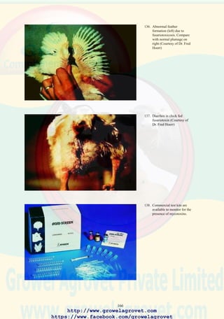 168
36.0 LEUCOCYTOZOONOSIS
36.1 Etiology
Protozoa of the genus Leucocytozoon. L. caulleryi occurs in chickens and
L. simondi in waterfowl in Asia.
36.2 Occurrence and Economic Significance
Leucocytozoonosis is frequently encountered in tropical countries
especially where farms are located near lakes or ponds. Affected flocks
show depressed growth rate and elevated mortality which may be
influenced by immuno-suppression and intercurrent primary viral and
secondary bacterial infection.
36.3 Transmission
Leucocytozoon is transmitted by dipterids of the genera Simulium and
Culicoides.
36.4 Clinical Signs
Flock morbidity may exceed 25% in broilers and replacement egg
production flocks. Batches of ducklings and goslings may show up to
35% mortality. Clinical signs include depression and decreased feed intake.
Muscular incoordination occurs in extremis. Introduction of infection into
a susceptible breeders or commercial egg-flocks may result in variable
reduction in egg production.
36.5 Pathology
Affected birds show anemia, splenomegaly and hepatomegaly.
36.6 Diagnosis
Identification of the gametocytes which occur as extra-erythrocytic
parasites in stained bloodsmear preparations. Gametocytes are elongated
structures with prominent nuclei. Schizonts may be observed in
preparations of kidney and liver tissue processed with Romanowski stain.
36.7 Treatment
Pyrimethamine in combination with sulfadimethoxine.
36.8 Prevention
Control of insect vectors should be attempted using approved insecticides
and draining of standing water. Exclusion of insect vectors in open-sided
houses is impossible.
http://www.growelagrovet.com
https://www.facebook.com/growelagrovet
 